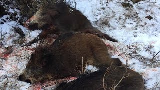 Drückjagd 2019 im Schnee - Feld und Jagd