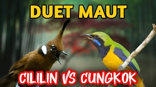 Download lagu MASTERAN CILILIN VS CUNGKOK TEMBAKAN TAJAM UNTUK MURAI BATU LOMBA SUARA JERNIH mp3 Download lagu MASTERAN CILILIN VS CUNGKOK TEMBAKAN TAJAM UNTUK MURAI BATU LOMBA SUARA JERNIH mp3