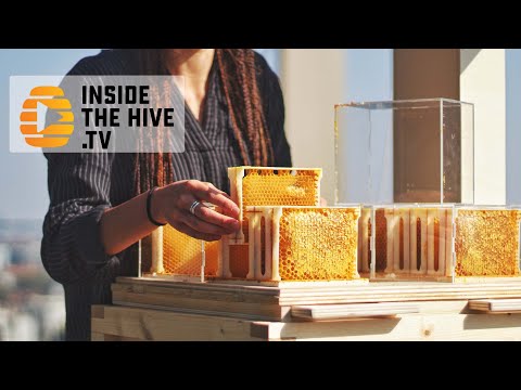 Backyard Beekeeping help