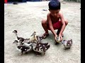 Cute China Duck Nest Ducklings Video Funny China Duck Nest Ducklings Kids Time