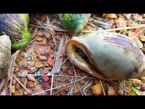 catch salt water snail, clean, cook and eat fresh