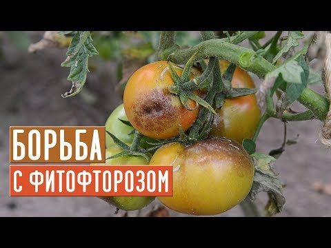 СЕЗОН ФИТОФТОРОЗА В РАЗГАРЕ ! Как спасти урожай? / Садовый гид