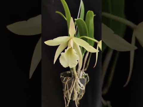 Rby. Grand Keisha #flowers #nature #orchid