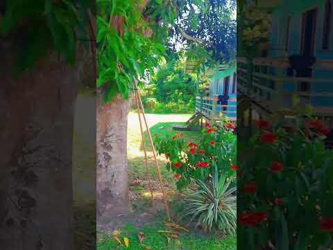 Autaz Mirim Careiro da Várzea./AM  dia 17/11/2025