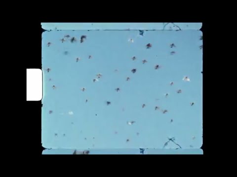 Natty Wylah - 4 Siblings (Official Video)