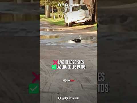 ❌🦢 LAGO DE LOS CISNES / ✅🦆 LAGUNA DE LOS PATOS