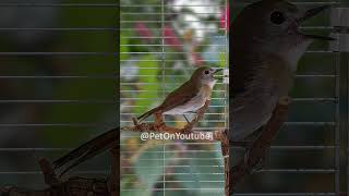 Download lagu SRDC (sikatan rimba dada coklat) paud trotol jantan S4E15 [Pet ON] mp3