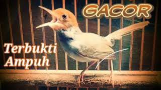 Download lagu Prenjak Jantan Gacor mp3