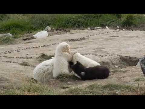 Sledge dogs in Ilulissat, Greenland (20-08-2013)