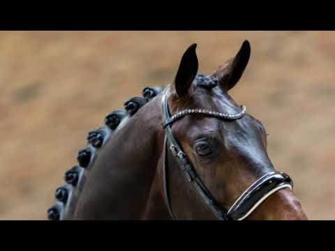 Philipp-Plein | Fürst Dior x Totilas - Stallion - 2020 - 166 cm