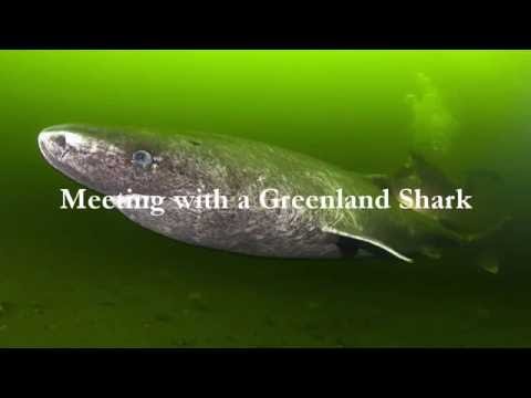 Mysterious Greenland Shark Encounter Filmed 1st Time So Closely