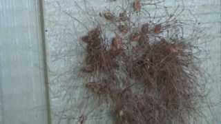 Daddy Long legs Spiders - Daddy Long Legs colony - CREEEEEEEPY