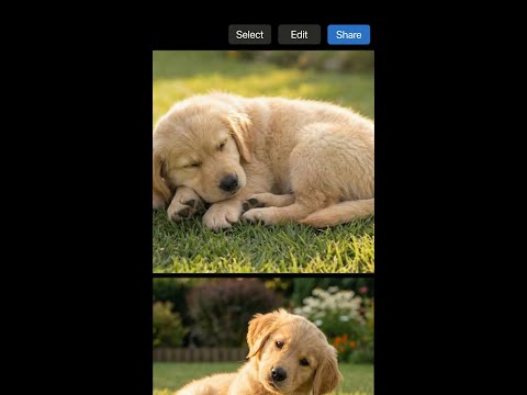 Video Thumbnail: Puppy Pics