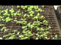 Vegetable Seedling Update