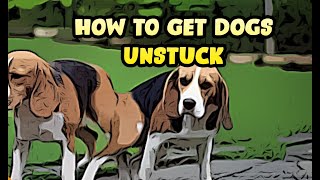 How to Unstick a Dog After Mating   Dogs