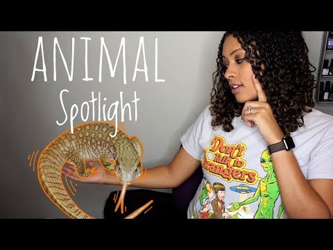 Animal Spotlight - Savannah Monitor