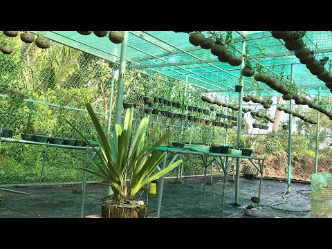 Hướng dẫn thay chậu cho giò Lan đang phát triển mà cây không bị “chột”