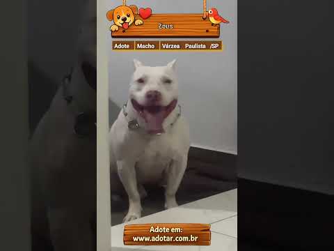 Vídeo de Zeus