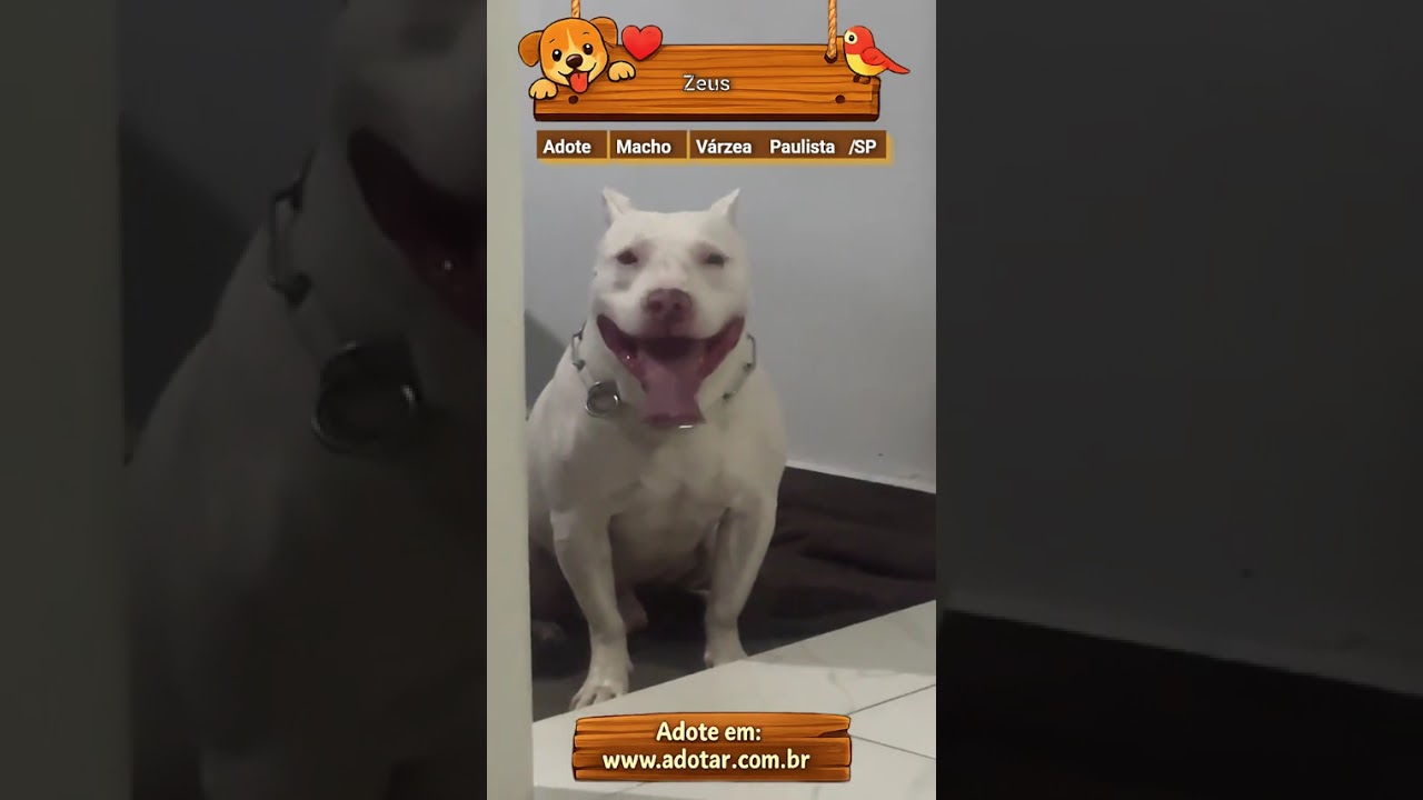 Cachorro raça SRD-ViraLata idade 5 anos nome Zeus
