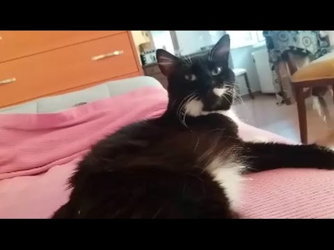 Brownie the cat trilling  -  Cutest voice