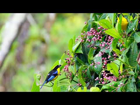 Tangara modrokrídla (Anisognathus somptuosus) — video o speve a chove