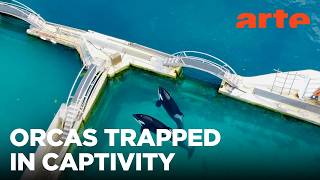 Orcas - End of the Show | ARTE.tv Documentary