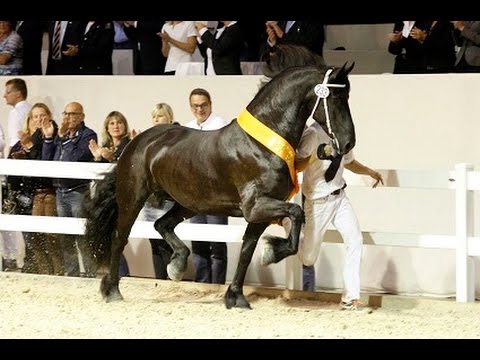 Compilatie Centrale Keuring 2015