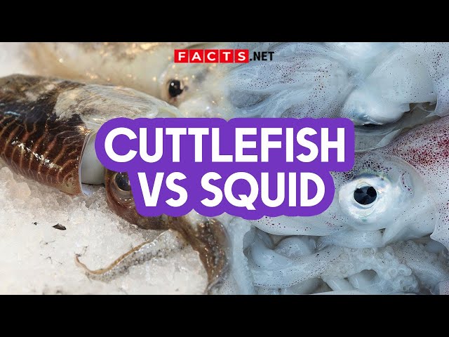 Cuttlefish VS Squid: What's The Difference? - Facts.net