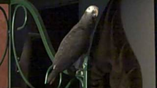 Moya Dances to Drunken Sailor (Tears for Beers)