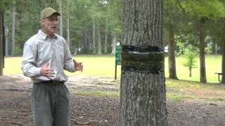 preview picture of video 'Cankerworm Prevention | Sox and Freeman Tree Expert Co. | Rock Hill, SC'