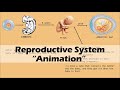 REPRODUCTIVE SYSTEM Biology Animation