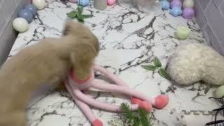 ミニチュアダックスの動画01