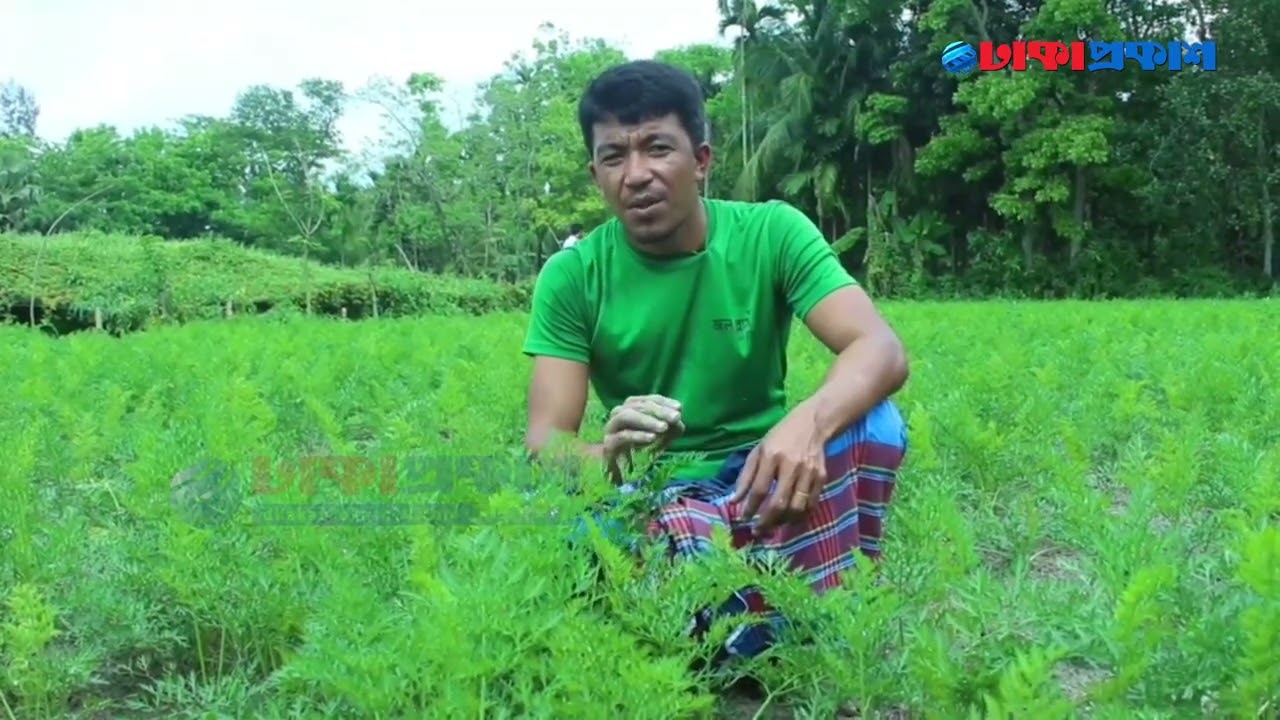 গাজর চাষে বাম্পার ফলনের আশা সুবর্ণচরের কৃষক সবুজের