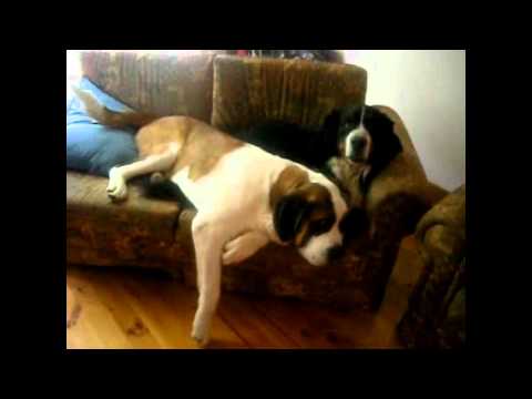 Princ Krive Oci - Lejzi (Video)