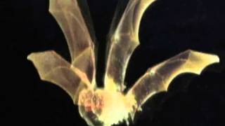 SUMO El cieguito volador