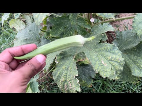 Overview of Okra Plant | Common Issues and Troubleshooting Close lookup video