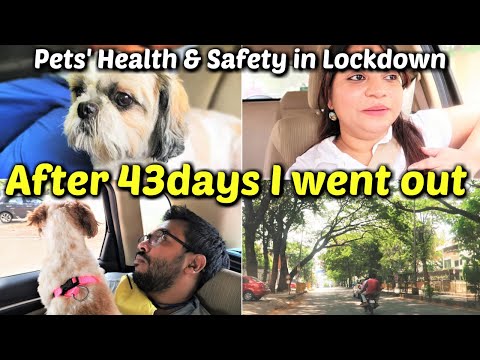 After 43 Days I went Out | Why We Went Out in Lockdown | Pet's Health In Lockdown Video