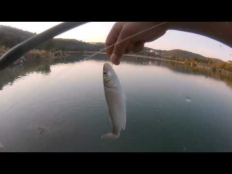 CANLI TEKE İLE LEVREK AVI,,,Levrek/Lrf(sea bass fishing)
