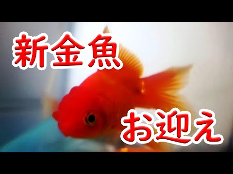, title : '金魚がやってくる【金魚導入】'