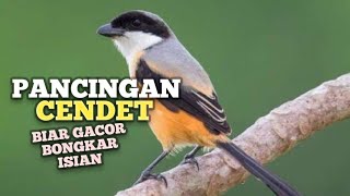 Download lagu MASTERAN CENDET Ampuh buat PANCINGAN CENDET agar Emosi jadi NYAUT BUNYI GACOR BONGKAR ISIAN mp3 Download lagu MASTERAN CENDET Ampuh buat PANCINGAN CENDET agar Emosi jadi NYAUT BUNYI GACOR BONGKAR ISIAN mp3