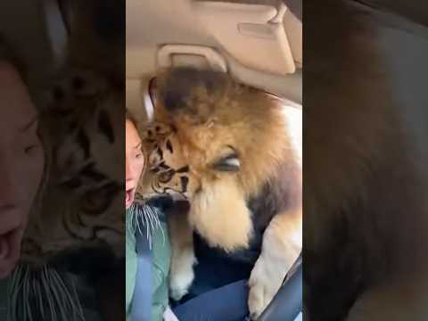 Safari Gone Wrong — Lion Gets Inside the Vehicle! #shortvideo #shortviral #short #animals