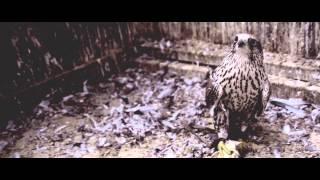 Sparrow Falls - Shipburner (OFFICIAL VIDEO)