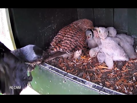 jackdaw attacks kestrel on the nest (jackdaw v kestrel)