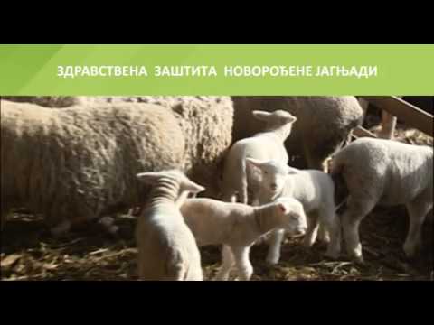 Zdrastvena zaštita novorođene jagnjadi 12.12.2016.