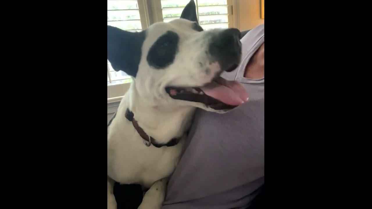 Enlarge Dash, a ADOPTABLE mixed breed in White Plains, NY video 5/5