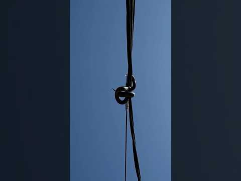 Snake Confuses Powerline for its partner