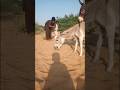 #donkeys #animals #happyanimals #enojy