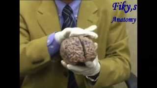 fiky anatomy - neuroanatomy 2014
