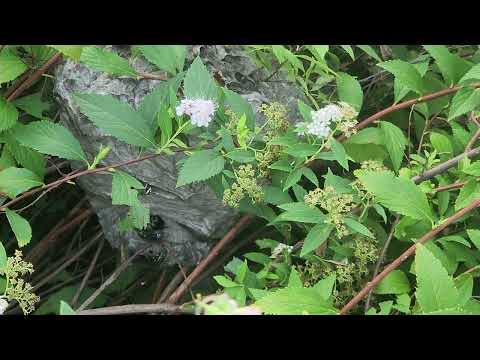 Homeowner Didn't See Hornets Nest & Got Stung in Matawan, NJ