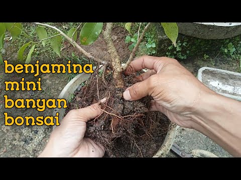 , title : 'cara merimbunkan bonsai beringin benjamina mini video 4'
